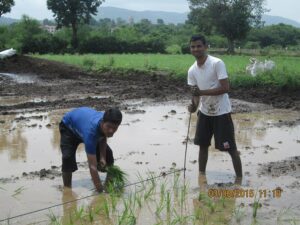 Extension Activities